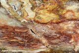 Colorful, Polished Petrified Wood Slab - Cherry Creek, NV #96070-1